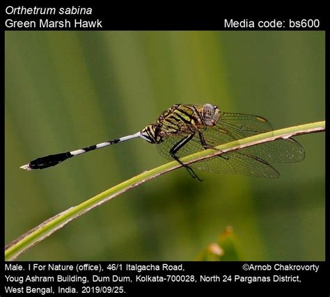 Orthetrum sabina | Odonata