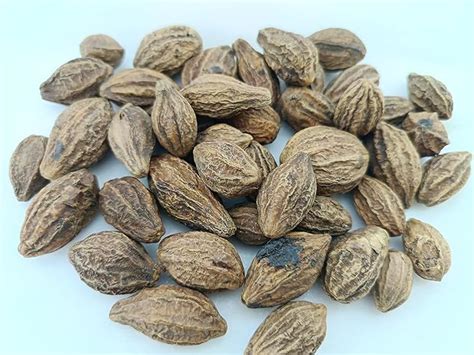 advancedestore Karakkaya - Harad - Aralu - Inknut - Haritaki - Kadukkai ...