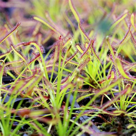 Drosera capensis 'Typical' - Cape Sundew | Curious Plant