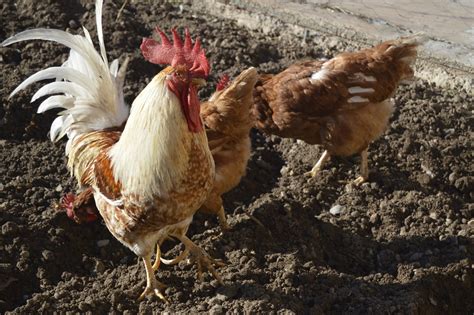 Image result for Gallinas Tutorial