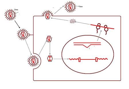Image result for How Does Reverse Transcriptase Work