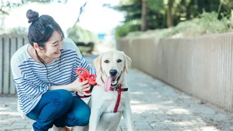 Advanced Guide dog trainer Courses & Training in Cathkin | Reed.co.uk