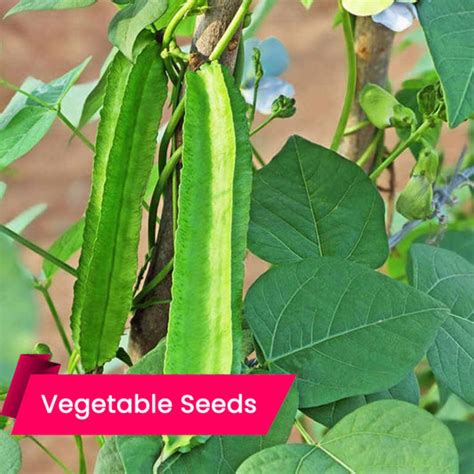 Vegetable seeds – Mahaagrin