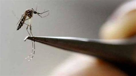 More than 3,000 cases of Dengue found in Delhi: Facts, causes, symptoms ...