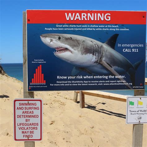 Great White Sharks Attacks Injuries