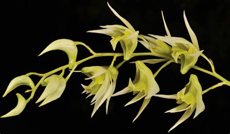 orchids-of-sikkim-himalayas