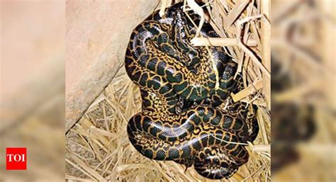 Happy World Snake Day: Eleven anacondas born in city zoo | Kolkata News ...