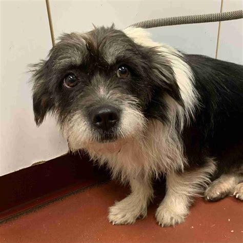 Dorothy 62663 - Humane Society of Wicomico County