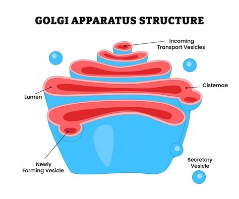Golgi Apparatus Structure Anatomy or Golgi complex. labeled lumen ...
