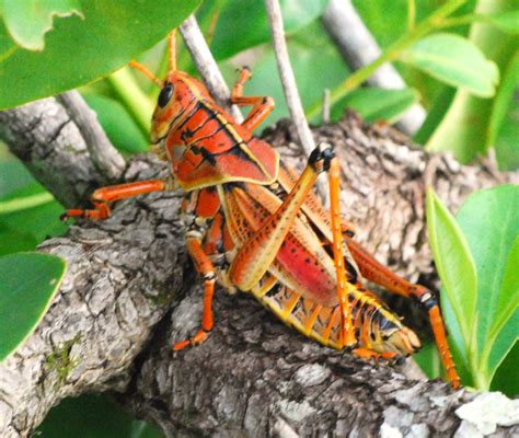 Romalea microptera eastern lubber grasshopper – Artofit