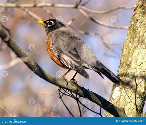 Spring Robin stock photo. Image of migration, bird, migratory - 4702298