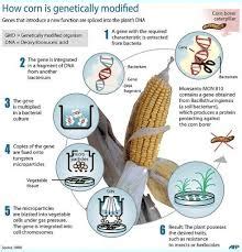 Genetically Modified (GM) Crops: An Overview