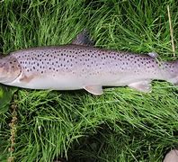 Image result for trout