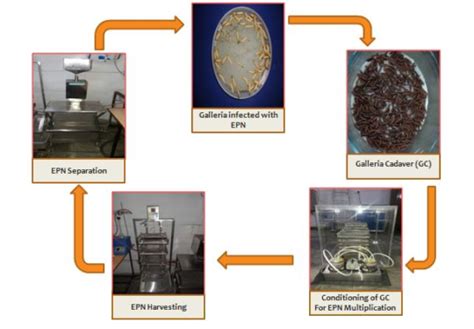 Automation Process Model – farmer.org.in