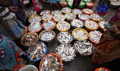 New Study Finds Eating Fish Regularly During Pregnancy Can Boost Unborn ...