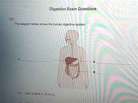 Image result for Digestive System Questions