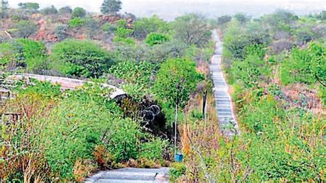 Trees to be planted in Haryana’s Aravallis to make for forest loss in ...