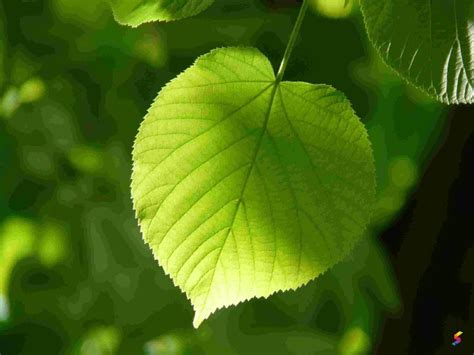 Define Leaf, Leaf Meaning, Leaf Examples, Leaf Synonyms, Leaf Images ...