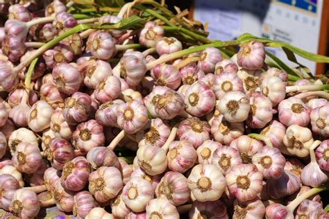 HOW TO GROW GARLIC FROM CLOVES |The Garden of Eaden