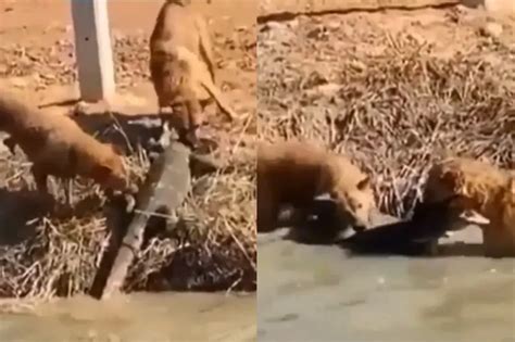 Animal Viral Video: Rare! Dog’s Fierce Encounter with a Giant Lizard ...