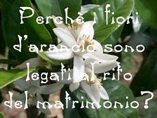 fiori d arancio significato perch 233 i fiori d arancio sono legati al rito fiori d arancio significato perch 233 i fiori d arancio sono legati al rito