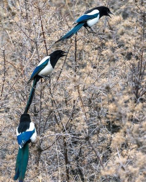 Through The Lens: Sighting The Elusive Snow Leopards Of Ladakh