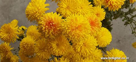 Yellow Chrysanthemum or Shevanti Flowers in the Garden
