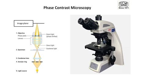 Image result for Phase Contrast Microscopy Applications