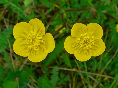 Poisonous Plants: Buttercups – awkward botany