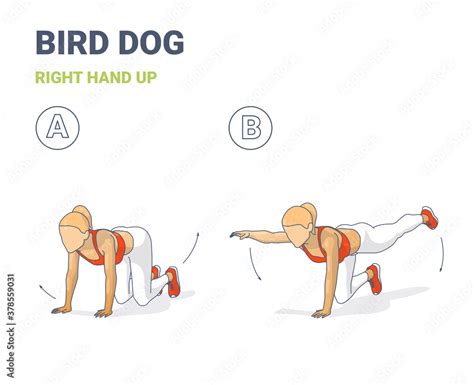 Bird Dog Exercise Move 的图像结果