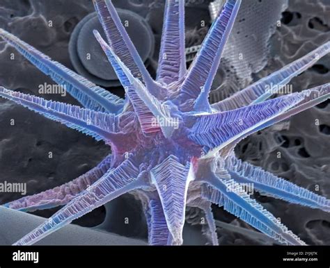 Sponge spicule. Coloured scanning electron micrograph (SEM) of a ...