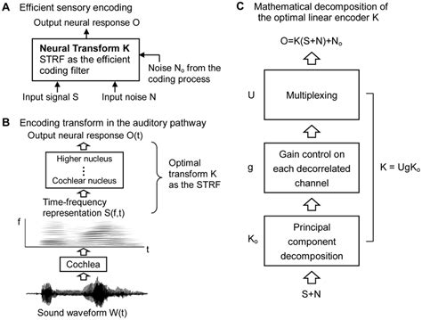 Image result for Efficient Coding Models