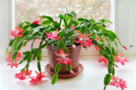 Christmas Cactus: How To Care For Holiday Cacti | The Old Farmer's Almanac