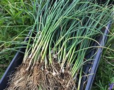 Image result for What Eats Wild Onions