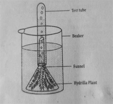 experiment on photosynthesis test tube funnel experiment - Brainly.in
