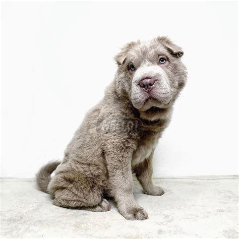 Bear Coat Shar-Pei Philippines at Maria Spillman blog