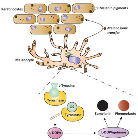 Origanum syriacum Phytochemistry and Pharmacological Properties: A ...