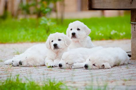 Download White Golden Retriever Puppies Wallpaper | Wallpapers.com