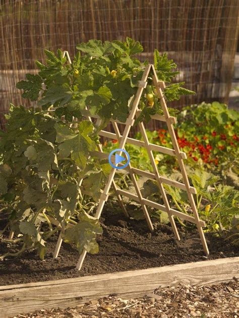 diy zucchini trellis