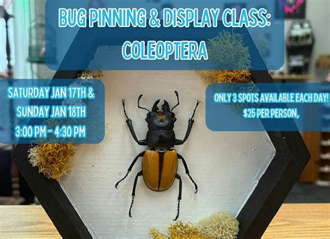 Bug Pinning & Display Class: Coleoptera - January 2026, Bones In Jars ...