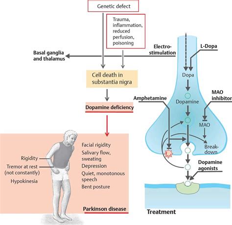 Parkinson's Disease Mechanism at Colin Fleming blog - mechanism of parkinson's disease