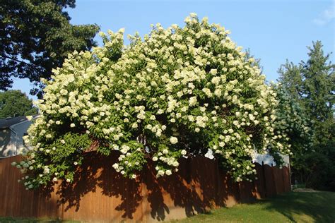 Hydrangea Paniculata Grandiflora Tree Full Sun | Woodleigh Nursery