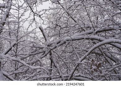 Image result for Interlinked Tree