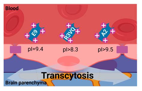 Transportation of Single-Domain Antibodies through the Blood–Brain Barrier