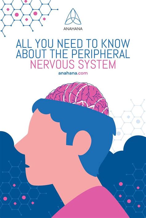 Image result for Peripheral Nervous System