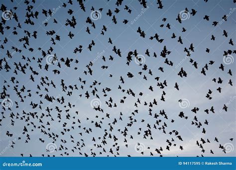 Flocking Behavior of Starlings Birds in Bikaner Stock Image - Image of ...
