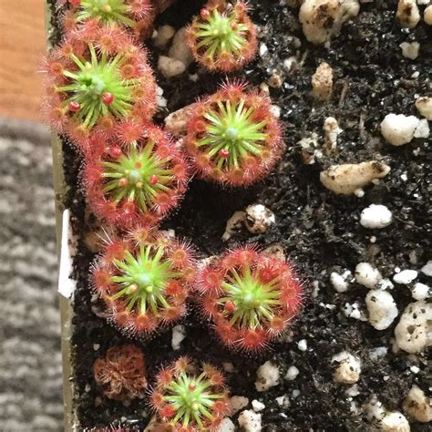 Exotic Drosera Pedicellaris Carnivorous Plant Seeds - 20+ Seeds Eco ...