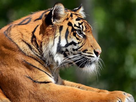 Tiger Reference - Side Angle | Tiger images, Tiger profile, Pet tiger