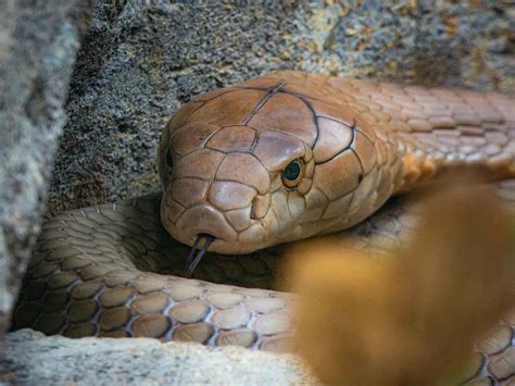 Hannah Owo OnlyFan Leak – Wat is er precies gelekt? - Amsterdam Nieuws