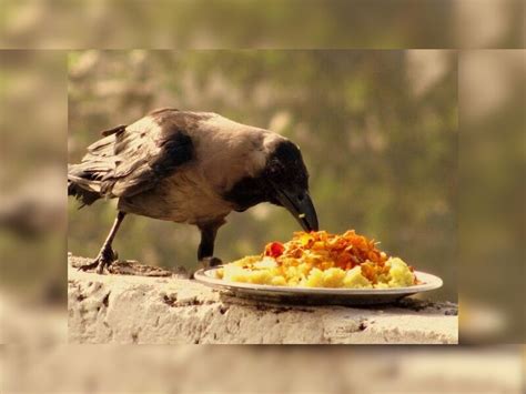 Pitru Paksha 2022 Ancestors can give darshan in Gareeb Cat Dog Cow Crow ...